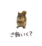 カップル用 犬や猫が気持ちを代弁スタンプ（個別スタンプ：24）
