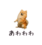 カップル用 犬や猫が気持ちを代弁スタンプ（個別スタンプ：26）