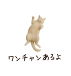 カップル用 犬や猫が気持ちを代弁スタンプ（個別スタンプ：27）