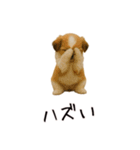 カップル用 犬や猫が気持ちを代弁スタンプ（個別スタンプ：28）