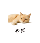 カップル用 犬や猫が気持ちを代弁スタンプ（個別スタンプ：31）