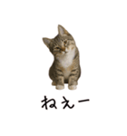 カップル用 犬や猫が気持ちを代弁スタンプ（個別スタンプ：32）