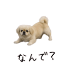 カップル用 犬や猫が気持ちを代弁スタンプ（個別スタンプ：34）