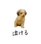 カップル用 犬や猫が気持ちを代弁スタンプ（個別スタンプ：36）