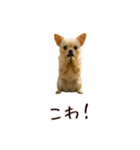 カップル用 犬や猫が気持ちを代弁スタンプ（個別スタンプ：39）