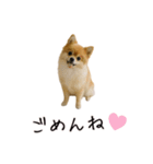 カップル用 犬や猫が気持ちを代弁スタンプ（個別スタンプ：40）