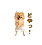 動く！おむつポメの日常（個別スタンプ：1）