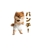 動く！おむつポメの日常（個別スタンプ：2）