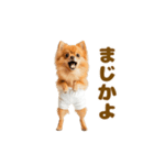 動く！おむつポメの日常（個別スタンプ：4）