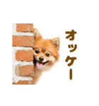 動く！おむつポメの日常（個別スタンプ：9）