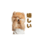 動く！おむつポメの日常（個別スタンプ：10）