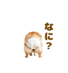 動く！おむつポメの日常（個別スタンプ：12）