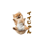 動く！おむつポメの日常（個別スタンプ：13）