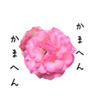 カンサイ・ローゼス（個別スタンプ：13）