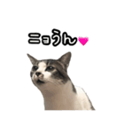 おなら猫トンボ先生②（個別スタンプ：1）