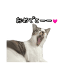 おなら猫トンボ先生②（個別スタンプ：3）