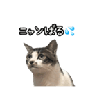 おなら猫トンボ先生②（個別スタンプ：4）