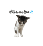 おなら猫トンボ先生②（個別スタンプ：5）