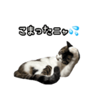 おなら猫トンボ先生②（個別スタンプ：6）