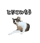 おなら猫トンボ先生②（個別スタンプ：9）