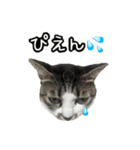 おなら猫トンボ先生②（個別スタンプ：10）