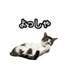 おなら猫トンボ先生②（個別スタンプ：11）