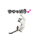 おなら猫トンボ先生②（個別スタンプ：12）