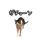 おなら猫トンボ先生②（個別スタンプ：14）