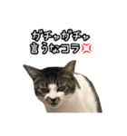 おなら猫トンボ先生②（個別スタンプ：15）