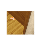 三毛猫実写スタンプだにゃ（個別スタンプ：1）