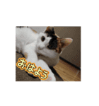 三毛猫実写スタンプだにゃ（個別スタンプ：2）