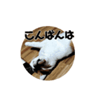 三毛猫実写スタンプだにゃ（個別スタンプ：3）