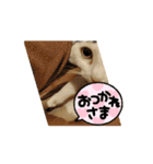 三毛猫実写スタンプだにゃ（個別スタンプ：4）