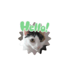 三毛猫実写スタンプだにゃ（個別スタンプ：5）