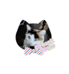 三毛猫実写スタンプだにゃ（個別スタンプ：6）
