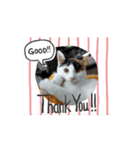 三毛猫実写スタンプだにゃ（個別スタンプ：7）