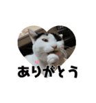 三毛猫実写スタンプだにゃ（個別スタンプ：8）