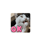 三毛猫実写スタンプだにゃ（個別スタンプ：11）