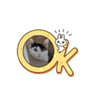 三毛猫実写スタンプだにゃ（個別スタンプ：12）