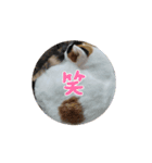 三毛猫実写スタンプだにゃ（個別スタンプ：16）