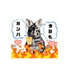 動くうさちゃんリアクションスタンプ（個別スタンプ：4）
