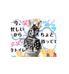 動くうさちゃんリアクションスタンプ（個別スタンプ：8）