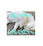 ハク(猫)の日常（個別スタンプ：5）