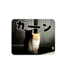 ハク(猫)の日常（個別スタンプ：7）