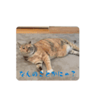 どちこwithイッヌ（個別スタンプ：4）