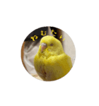 動くととちゃん（個別スタンプ：1）