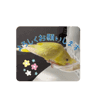動くととちゃん（個別スタンプ：13）