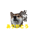 動く姫ちゃん夢ちゃん8（個別スタンプ：14）