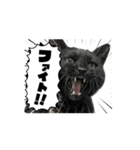 アタチのスタンプ！！黒猫ガルシア！（個別スタンプ：1）