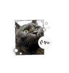 アタチのスタンプ！！黒猫ガルシア！（個別スタンプ：4）